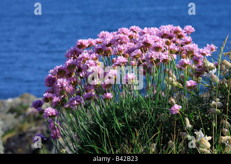 Wilde Blume Meer Rosa oder Sparsamkeit wachsen auf Klippen in Schottland. Botanischer Name Armeria maritima Stockfoto