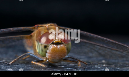 Libelle gemeinsame Darter Sympetrum Striolatum auf Bank in Natur Reservat: Lancashire ruht. Stockfoto