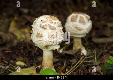 Parasol Pilz Macrolepiota Procera essbaren Pilz Stockfoto