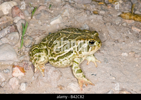 Great Plains Kröte Bufo Cognatus Tucson Pima County ARIZONA USA 18 August Erwachsenen Bufonidae Stockfoto