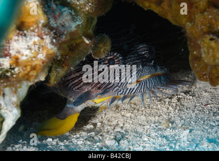 Herrliche Krötenfisch in seinem Bau immer gereinigt, indem eine Scarlet-Striped Reinigung Garnele Stockfoto