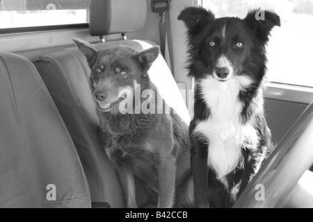 zwei Hunde sitzen in einer Ute im Outback Australien Stockfoto