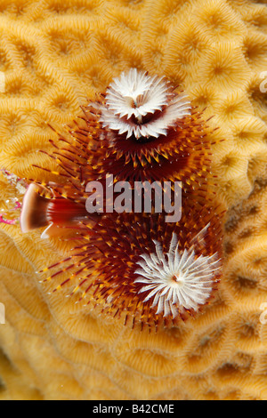 Einen bunten roten, gelben und weißen Weihnachtsbaum Wurm mit voll ausgefahrenen Tentakeln auf skaliert Salat Coral. Stockfoto