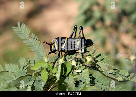 Pferd Lümmel Grashüpfer (Taeniopoda Eques), Arizona, USA Stockfoto