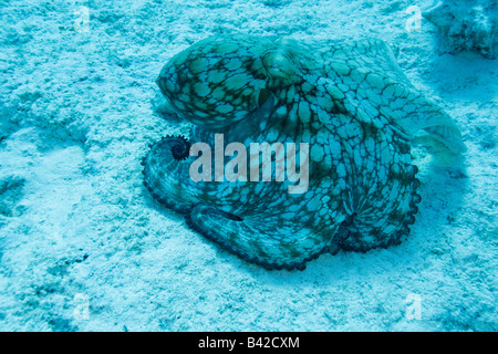 A Jagd Caribbean Reef Octopus verschieben auf dem sandigen Boden von einem Korallen-Kopf in einen anderen Stockfoto