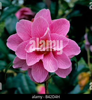 Rosa blühende Kamelie X williamsii Spende Stockfoto