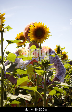 eine Frau steht hinter einer ausgewachsenen Sonnenblume, die teilweise ihr Gesicht verdeckt Stockfoto