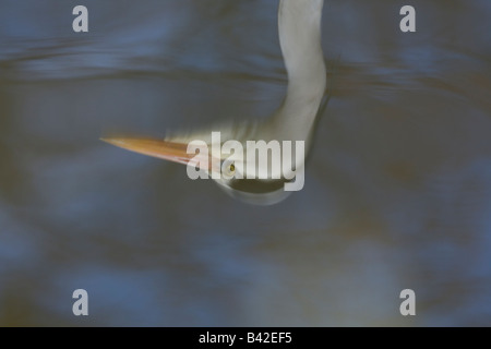 Spiegelung im Wasser ein Graureiher Ardea Cinerea Kopf in Worcestershire Stockfoto