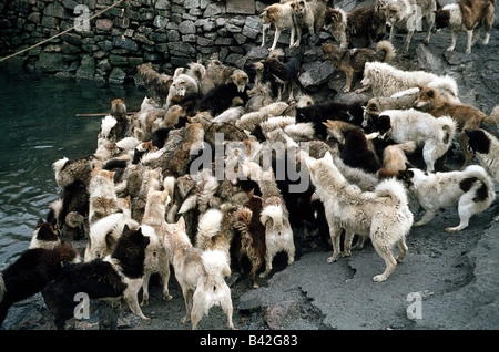 Zoologie / Tiere, Säugetier / Säugetier, Hunde, (Canis Lupus Familiaris), Gruppe der Schlittenhunde in Grönland, 1962, Huskies, Husky Stockfoto