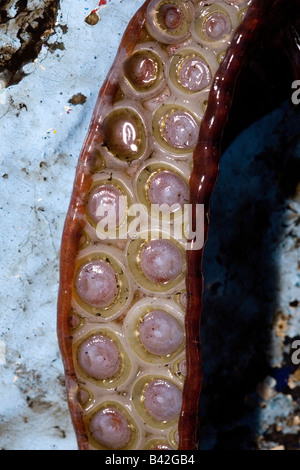 Gezahnten Saugnäpfe beringt mit scharfen Zähnen auf Tentakel Jumbo Squid genannt Humboldt-Squid Dosidicus gigas Stockfoto