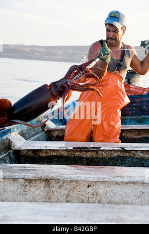 Mexikanische Fischer fing Jumbo Tintenfisch Humboldt-Squid Dosidicus Gigas Santa Rosalia Sea of Cortez Baja California Stockfoto