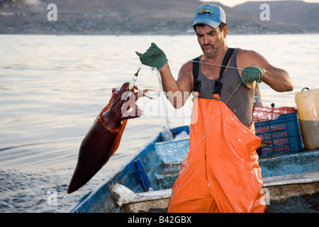 Mexikanische Fischer fing Jumbo Tintenfisch Humboldt-Squid Dosidicus Gigas Santa Rosalia Sea of Cortez Baja California East Stockfoto