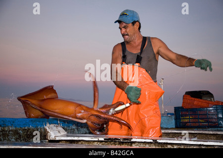 Mexikanische Fischer fing Jumbo Tintenfisch Humboldt Squid bei Nacht Dosidicus Gigas Santa Rosalia Sea of Cortez Baja California Stockfoto