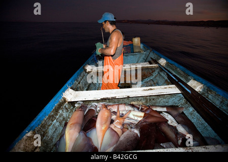 Mexikanische Fischer fing Jumbo Tintenfisch Humboldt Squid bei Nacht Dosidicus Gigas Santa Rosalia Sea of Cortez Stockfoto