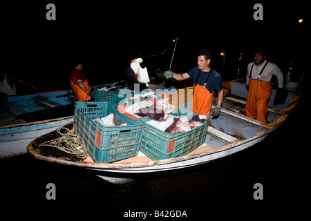 Mexikanische Fischer mit seiner Beute Jumbo Tintenfisch Humboldt Squid Hand gefangen bei Nacht Dosidicus gigas Stockfoto