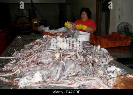 Jumbo Tintenfisch Humboldt Squid Hand gefangen bei Nacht Dosidicus Gigas Santa Rosalia Meer von Cortez Baja California East Pacific Mexiko Stockfoto