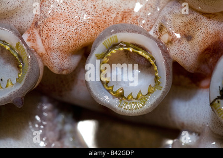 Gezahnten Saugnäpfe beringt mit scharfen Zähnen auf Tentakel der Jumbo Tintenfisch Humboldt-Squid Dosidicus gigas Stockfoto