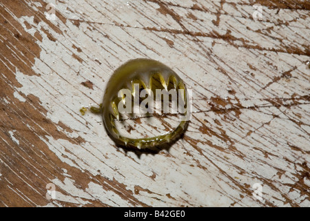 Gezahnten Saugnäpfe beringt mit scharfen Zähnen auf Tentakel der Jumbo Tintenfisch Humboldt-Squid Dosidicus gigas Stockfoto