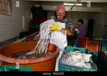 Jumbo Tintenfisch Humboldt Squid Hand gefangen bei Nacht Dosidicus Gigas Santa Rosalia Meer von Cortez Baja California East Pacific Mexiko Stockfoto