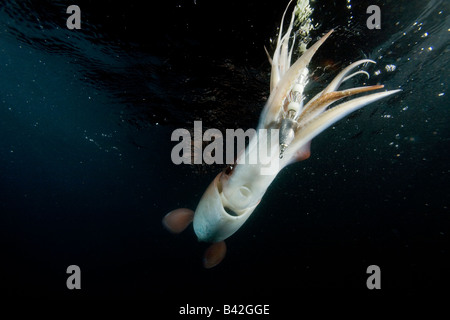 Jumbo Humboldt Squid angezogen von Squid Haken Glühen bei Nacht Dosidicus Gigas Meer von Cortez Baja California East Pacific Mexiko Stockfoto