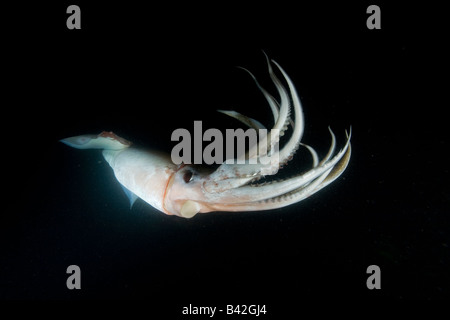 Jumbo Tintenfisch Humboldt Squid bei Nacht Dosidicus Gigas Loreto Meer von Cortez Baja California East Pacific Mexiko Stockfoto