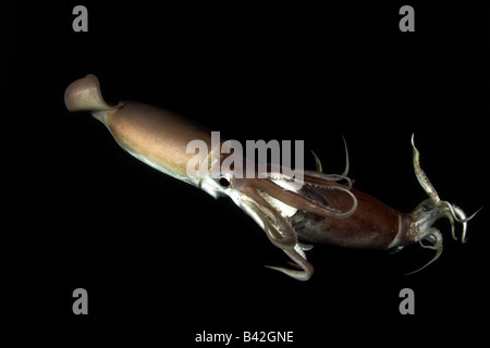 Kannibalismus Jumbo Humboldt Tintenfisch essen gleichen Arten Dosidicus Gigas Meer von Cortez Baja California East Pacific Mexiko Stockfoto