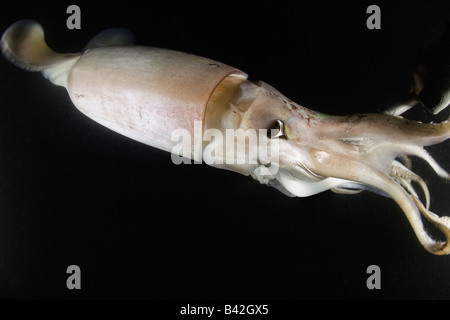 Jumbo Tintenfisch Humboldt Squid bei Nacht Dosidicus Gigas Loreto Meer von Cortez Baja California East Pacific Mexiko Stockfoto