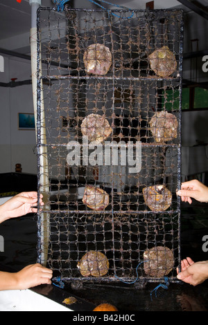 Perlen Farm Perlenaustern in Pocket Netze ein Jahr alt Bali Desa Pemuteran Singaraja Indo Pacific Indonesien Stockfoto