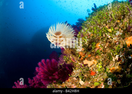 Korallenriff mit Spirograph Wurm Sabella Spallanzani Marettimo Ägadischen Inseln Sizilien Mittelmeer Italien Stockfoto