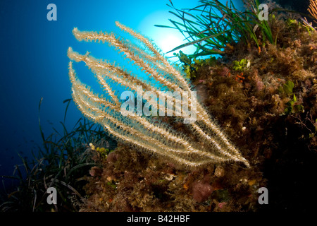 Gorgonia Eunicella Cavolini Marettimo Ägadischen Inseln Sizilien Mittelmeer Italien gelb Stockfoto