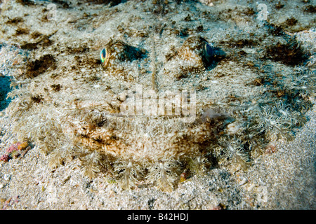 Lange spined Seeteufel Lophius Piscatorius Marettimo Ägadischen Inseln Sizilien Mittelmeer Italien Stockfoto