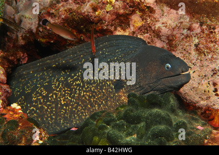 Braune Muräne Gymnothorax unicolor Ile de Porquerolles Hyeres Cote d Azur Frankreich Stockfoto