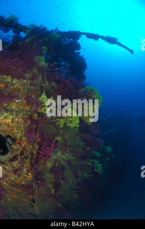 Wrack Frachter Le Donateur Ile de Porquerolles Hyeres Cote d Azur Frankreich Stockfoto