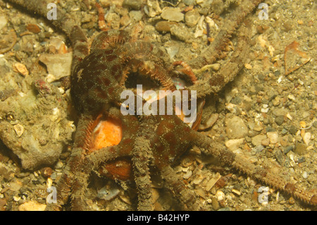 Schlangensterne Fütterung Tod Fisch Ophiuroidea Piran Adria Slowenien Stockfoto