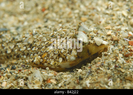 Europäischen Dragonet Callionymus Lyra Piran Adria Slowenien Stockfoto