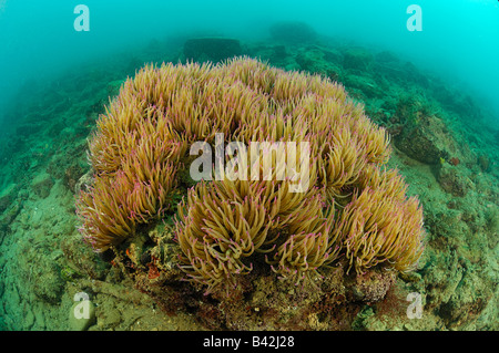 Kolonie von Opolet Anemone Anemonia Sulcata Piran Adria Slowenien Stockfoto