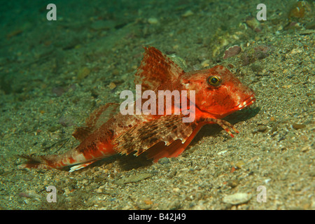 Gestreift Knurrhahn Trigloporus Lastoviza Piran Adria Slowenien Stockfoto