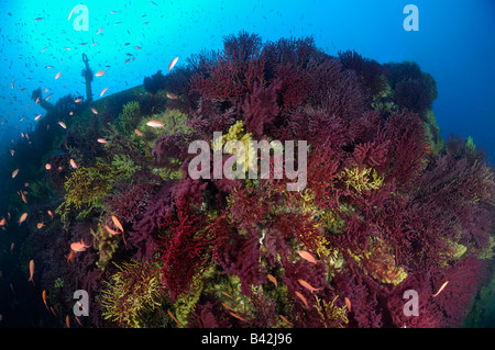 Variable Gorgonien am Wrack Donateur Paramuricea Clavata Ile de Porquerolles Hyeres Cote d Azur Frankreich Stockfoto