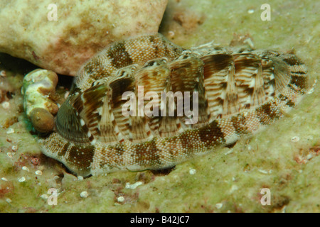 Chiton Chiton Olivaceus Susac Insel Adria Kroatien Stockfoto