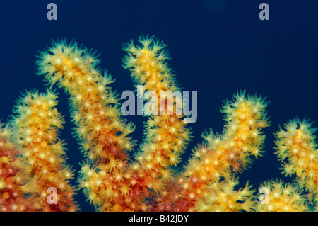 Variable Gorgonien Paramuricea Clavata Susac Insel Adria Kroatien Stockfoto