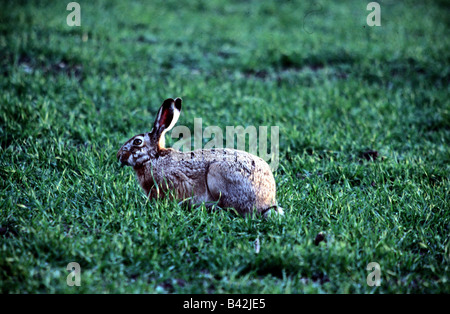 Zoologie / Tiere, Säugetier / Säugetier-, Hasen, Feldhase (Lepus Europaeus), sitzen, Gras, Vertrieb: Europa, mittlere E Stockfoto