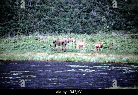 Zoologie / Tiere, Säugetier / Säugetier, Hirsche, Elche (Alces Alces), Elch Kuh mit zwei Kälber, "Gros Morne National Park", Newfoun Stockfoto