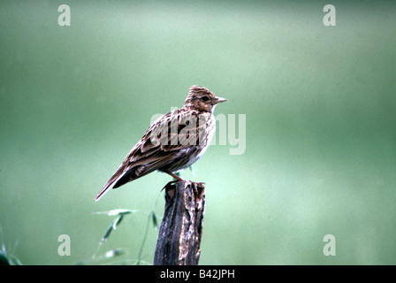 Zoologie / Tiere, Vogelgrippe / Vögel, Feldlerche, (Alauda Arvensis), sitzen auf den blassen, Vertrieb: Europa, Nord-West-Afrika, Asien, Stockfoto