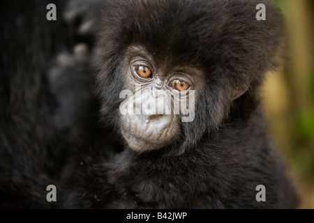 Gorilla Trekking in Ruanda Stockfoto