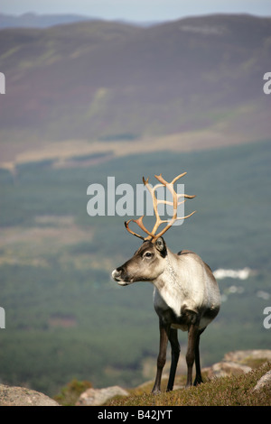 Im Bereich der Cairngorm, Schottland. Roaming-Rentier in der Cairngorm Mountain Range, mit der Königin Wald im Hintergrund. Stockfoto