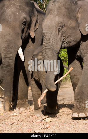 Indische Elefanten spielen mit Ihrem Baby, indem Sie einen Stock in den Rüssel cute adorable Elefanten Familie zusammen Kanha park Madhya Pradesh, Indien Stockfoto