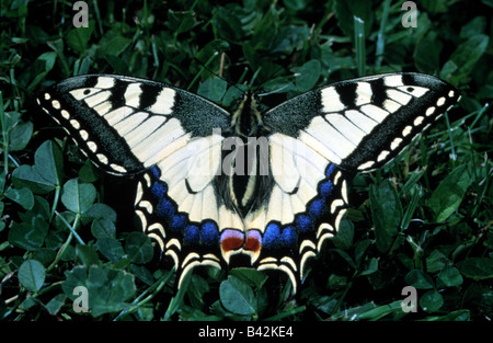 Zoologie / Tiere, Insekten, Schmetterlinge, Old World Schwalbenschwanz (Papilio Machaon), sitzen auf Klee, Verbreitung: nördliche Afri Stockfoto