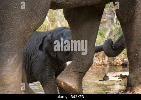 Mutter und Baby indischer Elefant zusammenspielen, Baumstämme gewickelt, nach durch ihre Mahout in Kanha Park Indien, gebadet wird keine Ketten Stockfoto