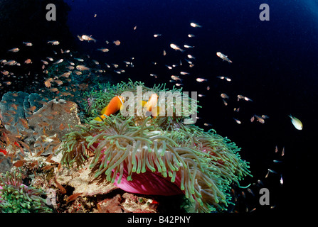 Maldive Anemonefishes in rosa herrliche Seeanemone Amphiprion Nigripes Heteractis Magnifica Indischer Ozean Malediven Stockfoto