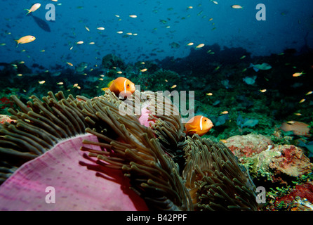 Maldive Anemonefishes in rosa herrliche Seeanemone Amphiprion Nigripes Heteractis Magnifica Indischer Ozean Malediven Stockfoto